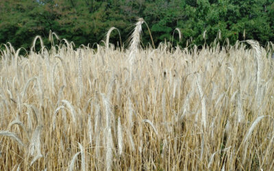 Žně na školní farmě